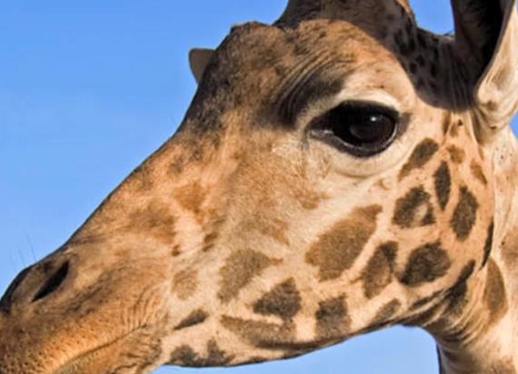 Get Up Close with the Giraffes at the Giraffe Manor Hotel in Kenya