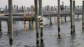 Photo: Low water at marina on Lake Michigan. Credit: Lisa Borre.