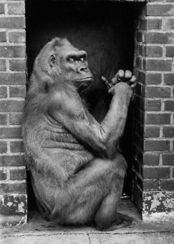 Caroline, 45, was the oldest female gorilla in captivity at the time of a multimillion-dollar plan to rebuild the Central Park Zoo in 1982. Here, on Nov. 11 of that year, Caroline, well past reproductive age and of little interest to other zoos who might provide a new home for her,  showed her ennui. Photo: Don Hogan Charles/The New York Times 