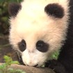 Video: Adorable Baby Panda Tumbles Around in Public Debut