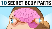 10 Secret Body Parts You Didn't Know You Had