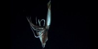 Alt Text: A Man-to-Mollusk Q&A With a Giant Squid