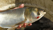 Report says Asian carp could reach all 5 Great Lakes in 20 years