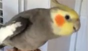 This Guy Taught His Bird To Sing Dubstep [VIDEO]