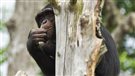 Des primates équitables