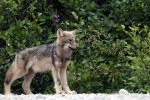 Juvenile Grey Wolf