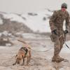 A dog's life: Mine dogs train to save lives [Image 5 of 10]