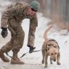 A dog's life: Mine dogs train to save lives [Image 3 of 10]