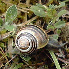 snail,citizen science,evolution