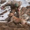 A dog's life: Mine dogs train to save lives [Image 7 of 10]