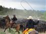 Montana Cattle drive