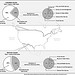 Figure 1: Federal and Tribal Lands along the Canadian and Mexican Borders, by Administering Agency