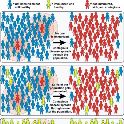 Photo: Community Immunity from the National Institute of Allergy and Infectious Diseases (NIAID)

When a critical portion of a community is immunized against a contagious disease, most members of the community are protected against that disease. This is known as "community (or 'herd') immunity." The principle of community immunity applies to control of a variety of contagious diseases, including influenza, measles, mumps, rotavirus, and pneumococcal disease.

The top box depicts a community in which no one is immunized and an outbreak occurs. In the middle box, some of the population is immunized but not enough to confer community immunity. In the bottom box, a critical portion of the population is immunized, protecting most community members.