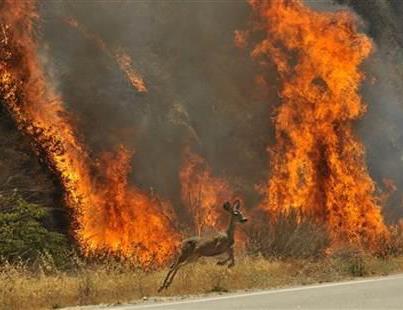 Photo: You can make a difference in wildfire prevention. Tell someone my message today and it just might stick with them for life and save the lives of my wildland friends.