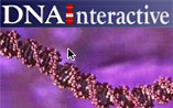DNAinteractive