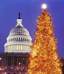 Photo:  Tall tree blazing with light.  Capitol dome in the background.