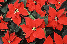 Photo: deep red poinsettias