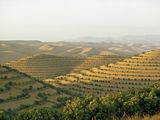 Picture: Desert orchard