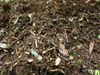 compost-gg_150x100.jpg