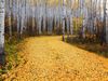 Picture of Aspen trees, Colorado