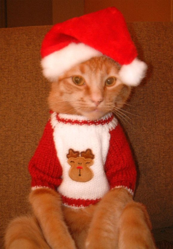 xmascats6.jpg