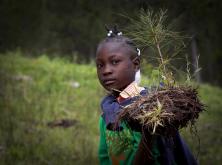 Haitian Students Breathe New Life into Depleted Pine Forest - UN Photo/Logan Abassi