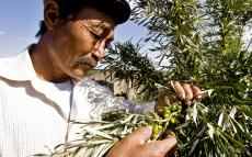 A farmer maintains his field of sea-buckthorns in the Altai-Sayan Eco-Region of Uvs Province, Mongolia. UN Photo/Eskinder Debebe 