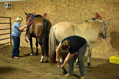 Veterans groom their horses as part of a horse therapy program for survivors of military sexual trauma at Freedom Farm, about an hour west of Minneapolis.