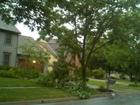 RAW VIDEO: Downed Trees In Hilliard