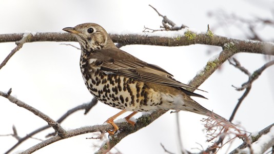 Mistle thrushes missing