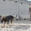 Military Working Dog Demonstration [Image 32 of 33]