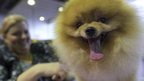 Michelle Ridenourgrooms grooms a Pomeranian