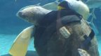 Yu the loggerhead sea turtle swimming with a pair of rubber flippers 