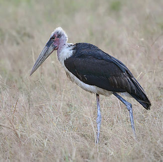 Marabou Stork