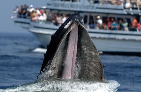 Photo of a whale at Stellwagen Bank National Marine Sanctuary