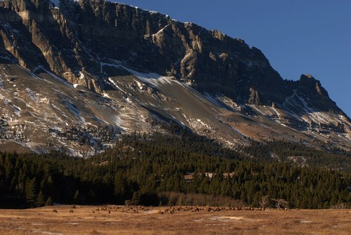 A large herd of elk (mixed bulls and cows) enjoys a sunny afternoon in a meadow at Two Dog Flats in Glacier National Park. Singleshot Mountain towers over the landscape.Photo: National Park Service 