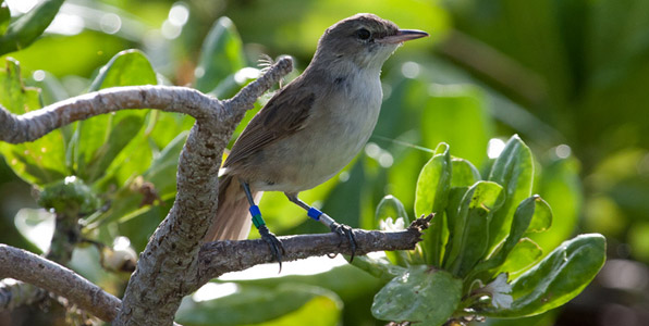 Nihoa Millerbird.