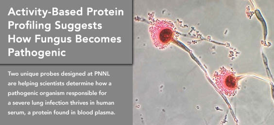 ctivity-Based Protein Profiling Suggests How Fungus Becomes Pathogenic