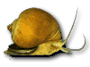 applesnail