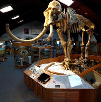 “Dee,” the Columbian Mammoth, towers over the Ice Age exhibit at the Tate Geological Museum at Casper College in Casper, Wyoming.