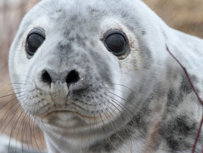 young gray seal