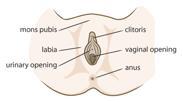 The external reproductive system.