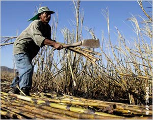 A Salvadoran field worker harvests sugar cane (© AP Images)