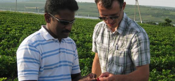 USAID Farmer-to-Farmer Volunteer Surendra Dara (left) trains a member of farm and input supply company Agrodor Succes’s management team in improved strawberry harvest techniques. 