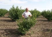 The new pruning method will allow Mr Cojocaru to better care for the 160,000 cherry, peach, apricot and plum trees he has planted.