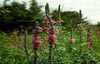 Purple loosestrife