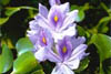 Water Hyacinth