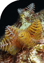 Close up view of Christmas tree worms protruding from a coral head