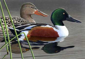 Third Place winner, Paul Bridgeford of Des Moines, Iowa, placed second with his acrylic painting of a pair of northern shovelers.