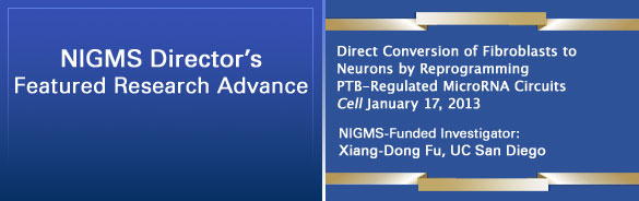 Direct Conversion of Fibroblasts to Neurons by Reprogramming PTB-Regulated MicroRNA Circuits. Cell January 17, 2013. NIGMS-Funded Investigator: Xiang-Dong Fu, UC San Diego